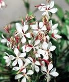 The Bride Whirling Butterfly Perennial 8 Plants - Gaura