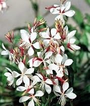 The Bride Whirling Butterfly Perennial 4 Plants - Gaura