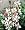 The Bride Whirling Butterfly Perennial 4 Plants - Gaura