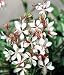 The Bride Whirling Butterfly Perennial 4 Plants - Gaura