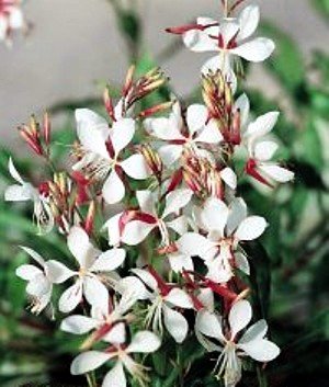 The Bride Whirling Butterfly Perennial 4 Plants - Gaura