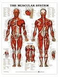 The Muscular System Anatomical Chart Paper Unmounted