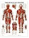 The Muscular System Anatomical Chart Poster Print - 20x26