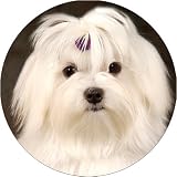 \"MALTESE