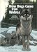 How Dogs Came from Wolves: And...