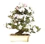 Brussel's Satsuki Azalea Specimen Bonsai