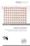 Callitris Endlicheri ENDLICHERI☆ENDLICHERI