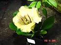 Golden Chalice Plant