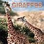 Giraffes: 2003