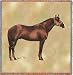 Quarter Horse II Lap Square - 54 x 54 Blanket/Throw