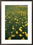 A dandelion filled field in Rogers Pass Framed Art Print by Michael S. Lewis, 21