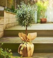Single Lavender Tree