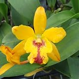 SC41 Orchid Plant Cattleya Pot Burana Beauty X Lc Bright Angel