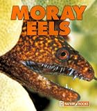 Moray Eels (New Naturebooks)