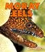 Moray Eels (New Naturebooks) by Don P. Rothaus