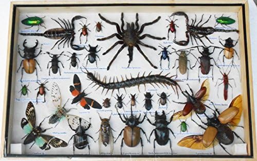 REAL Multiple INSECTS BEETLES Spider Cicadas Scorpion Centipede Taxidermy Collection Display in Wooden Box BIG SIZE