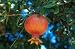 Pomegranate Russian Giant Fruit Tree Live Plant 1 Gallon No Shipping to CA, AZ, AK, HI, OR or WA Per your State Laws