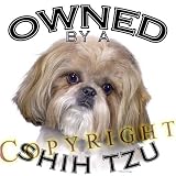 Shih Tzu 