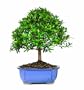 Brussel's Teenie Genie Indoor Bonsai Tree, Large