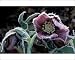 Photographic Prints of Hardy Hellebore surviving heavy frost - January from Ardea Wildlife Pets
