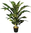36" Soft Touch Dracaena Plant (Green)