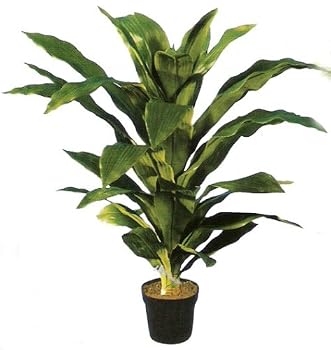 36" Soft Touch Dracaena Plant (Green)
