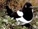 Stuffed Magpie