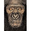 James & Other Apes