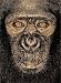 James & Other Apes