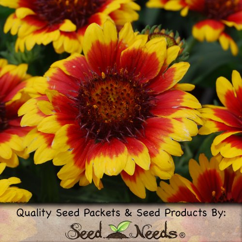 150 Flower Seeds, Blanketflower (Gaillardia aristata) Seeds By Seed Needs