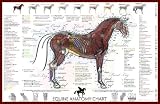 Equine Basic Anatomy Chart