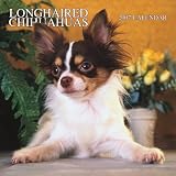 Longhaired Chihuahuas 2007 Calendar