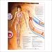 Deep Vein Thrombosis Anatomical Chart 20