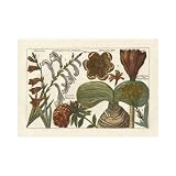Arena Botanical II Poster Print