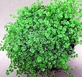 Hirt's Baby Tears Plant - 4