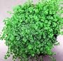 Hirt's Baby Tears Plant - 4" Pot - Helxine - Great Indoor Plant