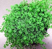 Baby Tears Plant - 4" Pot - Helxine -Great Indoor Plant