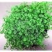 Hirt's Baby Tears Plant - 4" Pot - Helxine - Great Indoor Plant