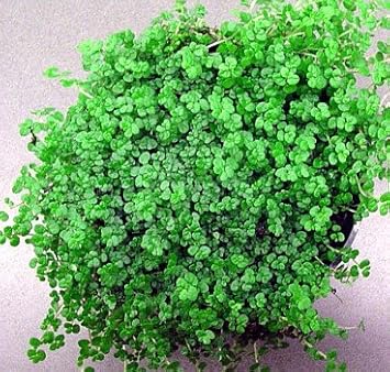 Hirt Baby Tears Plant - 4" Pot - Helxine - Great Indoor Plant