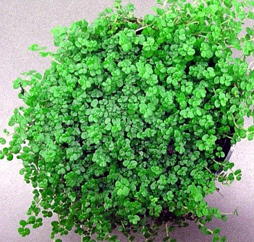Childrens Toyshop  Outdoor Living : Baby Tears Plant - 4" Pot - Helxine -Great Indoor Plant