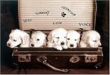 Puppies [PP-0393] [�|�X�^�[]