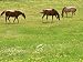 Three Horses in Field of Buttercups & Cow Parsley Photographic Poster Print by Bjorn ...