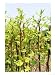 Japanese Knotweed Growing in Worcestershire, UK Art Photographic Poster Print by Martin Page, 30x40
