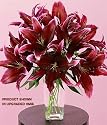 Sumatra Lilies