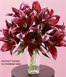 Sumatra Lilies