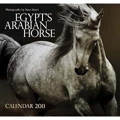 Egypt's Arabian Horse: Wall Calendar 2011