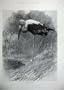 1900 Nature Bird Indian Tantalus Animals Country