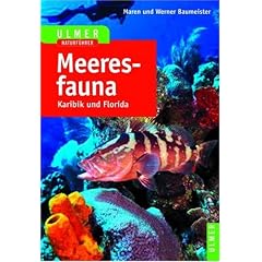 Meeresfauna Karibik und Florida