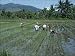 Photo Jigsaw 16x12 (40x30cm) Men in fields planting rice in north Luzon by Robert Harding