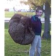 Leaf Net - Used Like a Tarp- Forms a Bag with a Pull String... 8 Ft. X 8 Ft .Spread